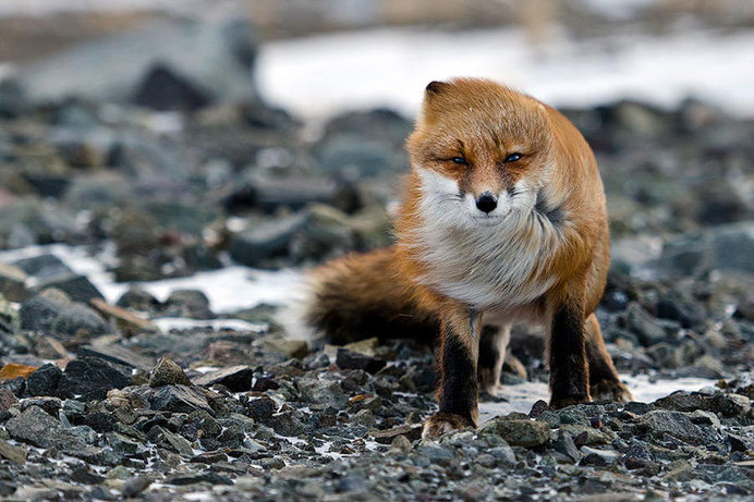 Windswept Fox #wind #photography #fox