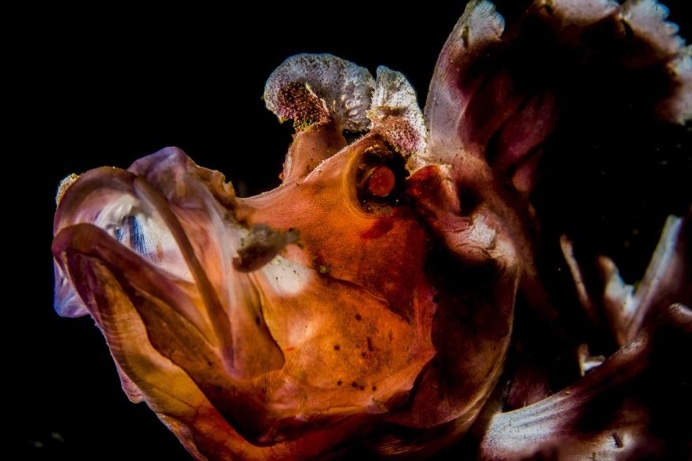The Stunning Winners Of The 2017 Underwater Photographer Of The Year