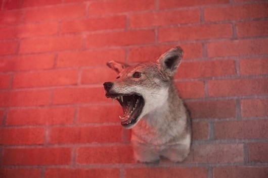Mariana Garcia — Photographer #monterrey #coyote #nrmal #studio