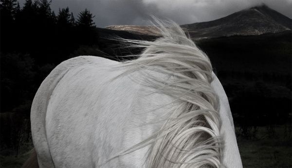 animals | David Boni #photography