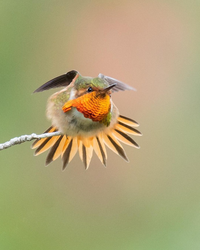 #hummingbird: Magnificent Birds Photography by Elijah Gildea