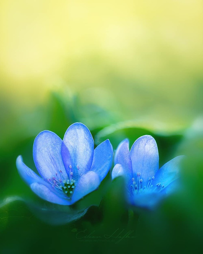 #flora_addict: Magical Flowers Photography by Eileen Hafke