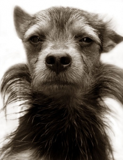 underexposed #dog