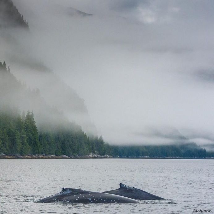 Amazing Wildlife Animals Portrait Photography by Jon Langeland