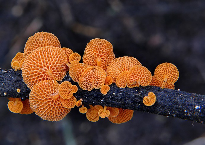 Favolaschia calocera - Photo #20 - Beautiful Free Stock Photos