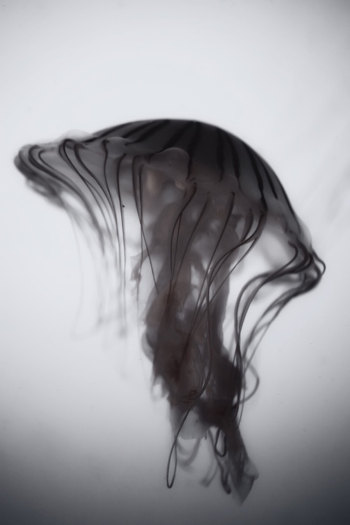 Jelly by Andrew Vox Photography #white #black #photography #and #jelly