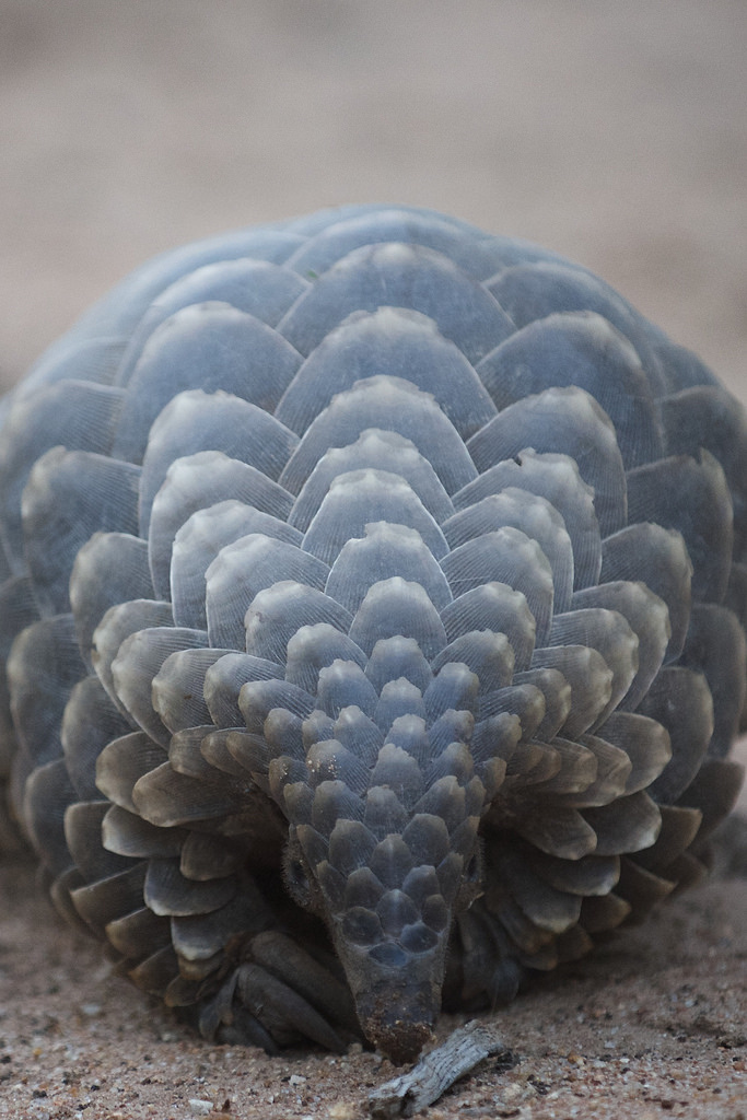 Pangolin
