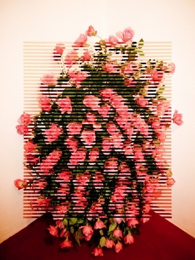 Dan Au in Seoul #vietnam #lines #au #dan #illustration #art #flowers