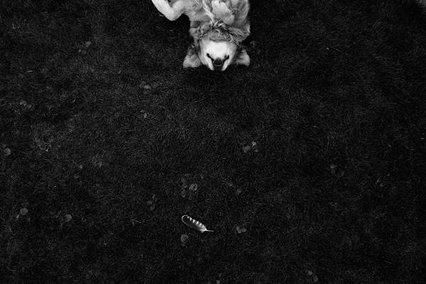 Gravitation #retriever #white #grass #black #play #golden #and