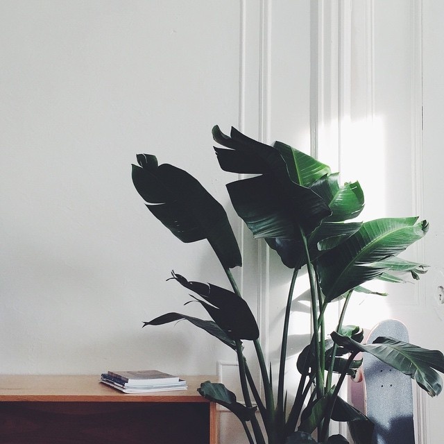 Stil Life #stilllife #home #skate #minimal #photography
