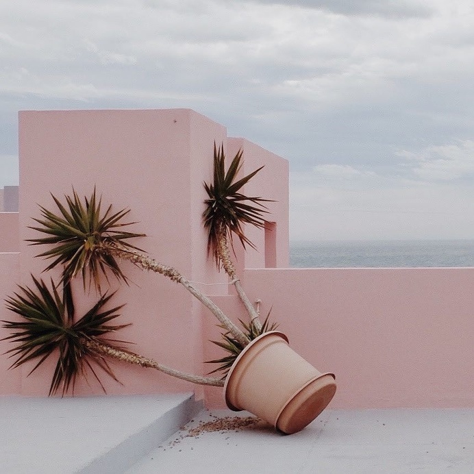 palm