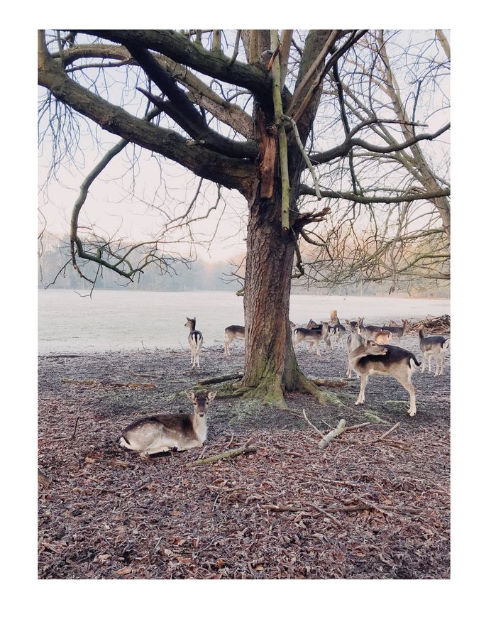 #hohoho PHOTOGRAPHIE © [ catrin mackowski ]