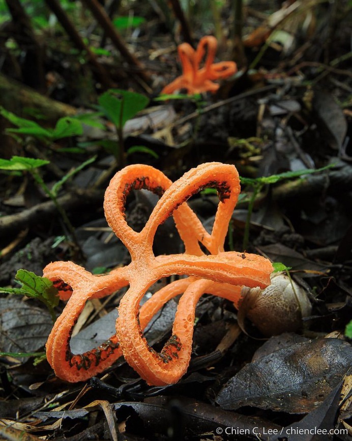 Wildlife Macro Photography in The Borneo Rainforest by Chien C. Lee