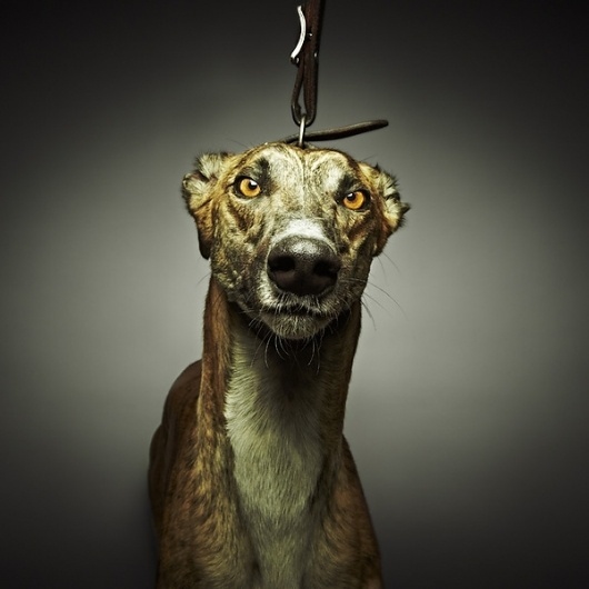 The Lure Series on the Behance Network #hound #photography #grey #dog
