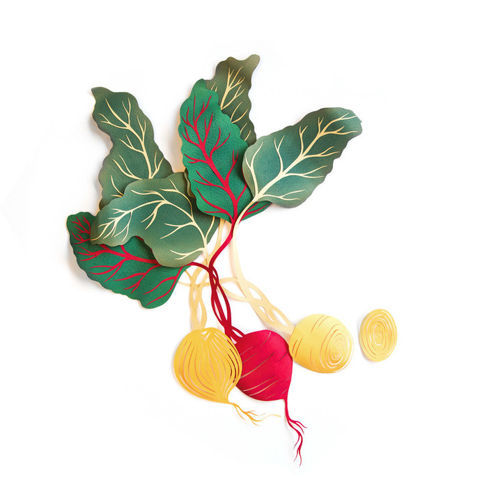 Paper Beetroot #illustration #paper