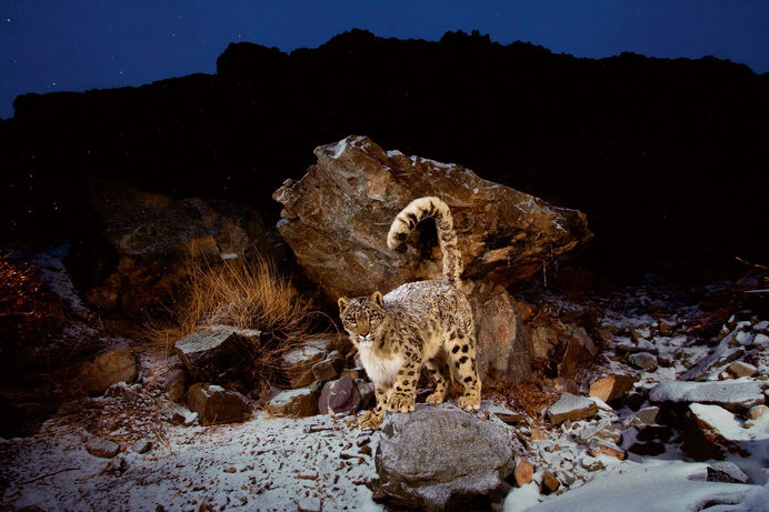 That tail—fluffy as a muffler and almost body length—helps a snow leopard stay warm and keep its balance on hazardous ledges. These pred #leopard #hunt #feline #spots #snow #cat #night #photography #animal #beauty