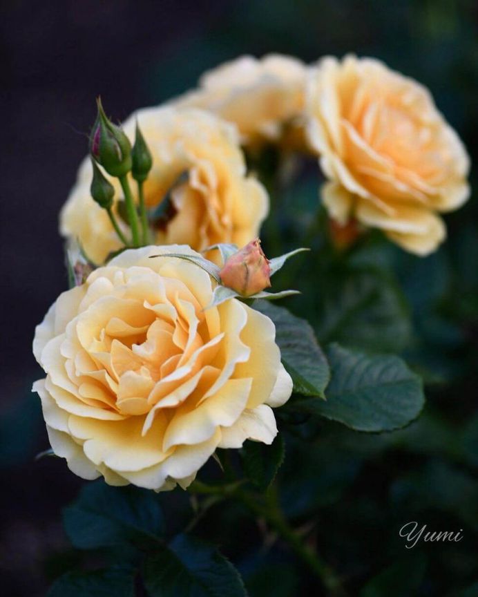 Rose "Amber Queen" by Yumi
