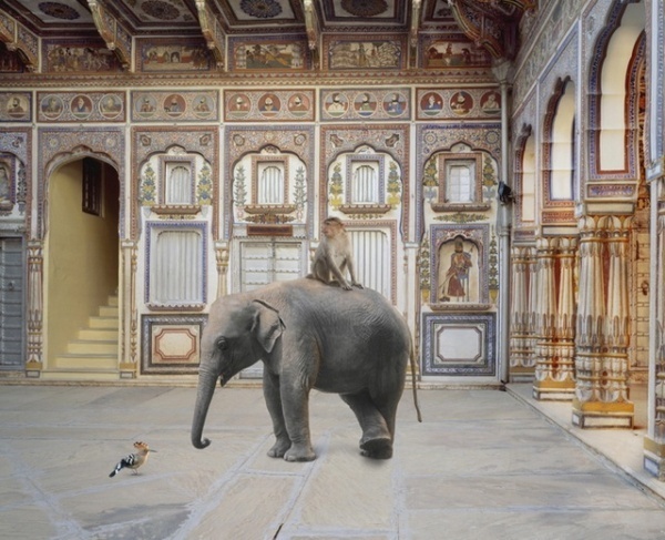 Karen Knorr #inspiration #photography #animals
