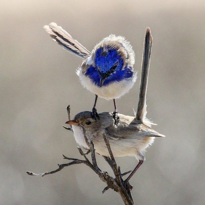 #birdstagram: Striking Bird Photography by Michael Jury