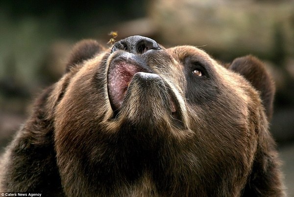 Buzz off: The Toby the Kodiak bear snarls irritably at the bee which is zipping around his nose, just out of striking distance #nose #kodiak #bee #insect #buzz #photography #snout #bear #animal