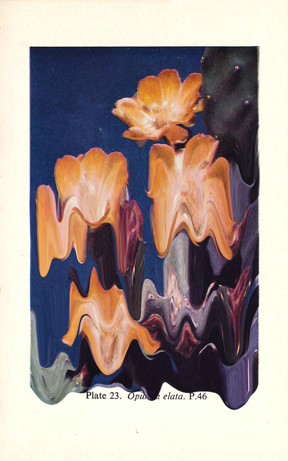 Plate 23. Opuntia Elata #print #cacti #tanimura #hana #succulents #paint #melting #flower #cactus #plant