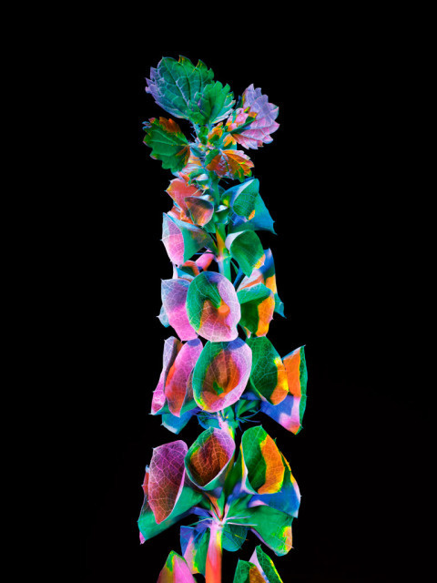 Torkil Gudnason | PICDIT #photo #color #photography #art #flowers