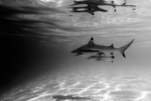 Katani Branding : Motherbird #sharks #photography