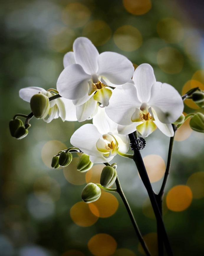#splendid_flowers: Beautiful Flowers Photography by Hege Odegard