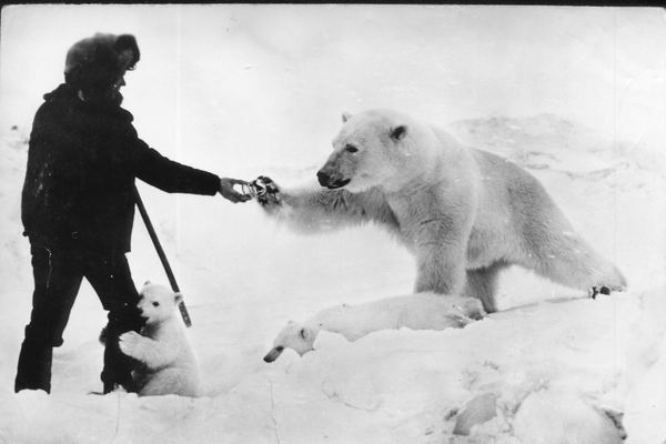 7-1 #bw #polar #retro #bear
