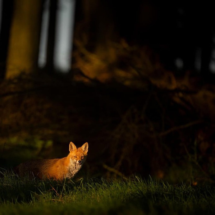 Stunning Photographs of Wild Animals by Andy Parkinson
