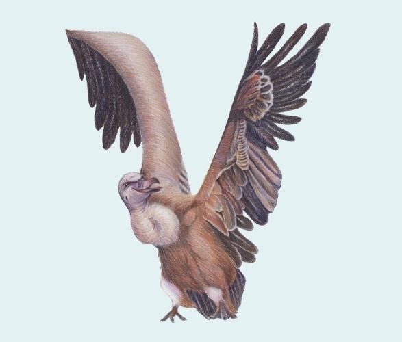 Animals in Alphabet on the Behance Network #illustration