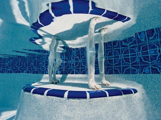 Picture-20.png (714×536) #water #pool #paws #reflection #swimming #dog