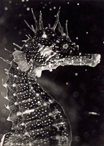 FFFFOUND! #sea #horse