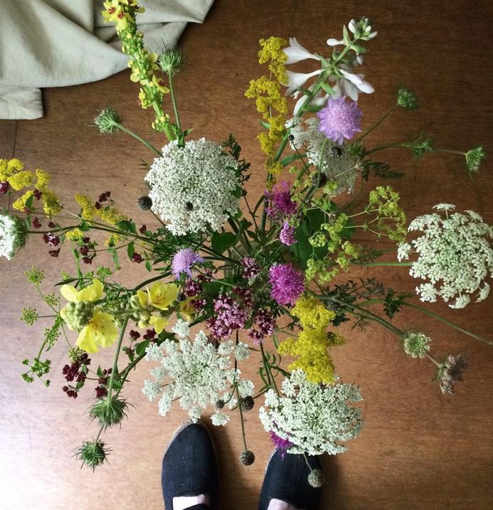Galium Flower Picture