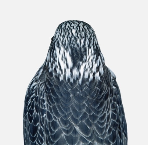 FFFFOUND! | mIXjE.jpg (800×789) #photography