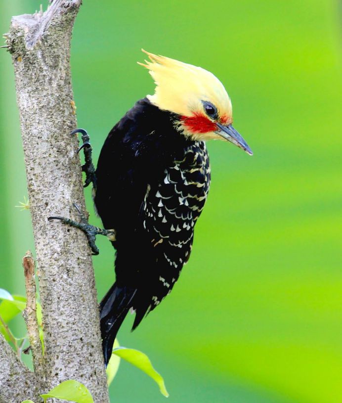 #planetbirds: Incredible Bird Photography by Lindolfo Vieira Souto