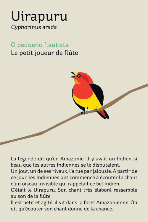 Brazilian Birds in Paris - Clayton Junior #illustration