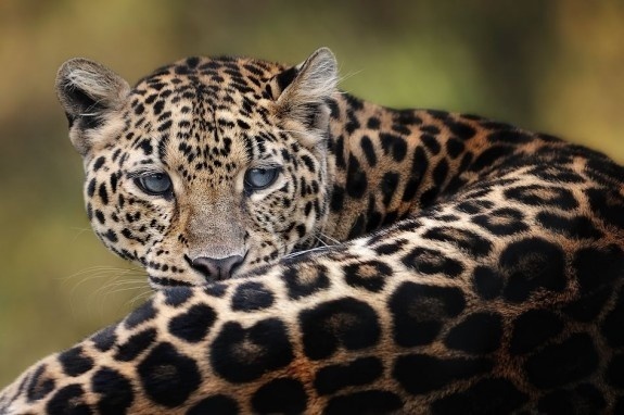 Best Shoot of Animals Photography #animals #macrophotos #photography