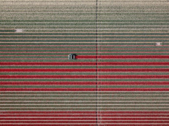 The Tulip Series: The Netherlands From Above by Tom Hegen
