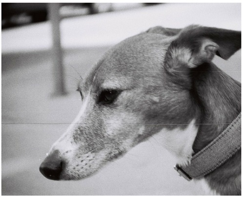 Lomography Revives 110 Film For Vintage Pocket Cameras - DesignTAXI.com #collar #white #whippet #black #photography #and #dog