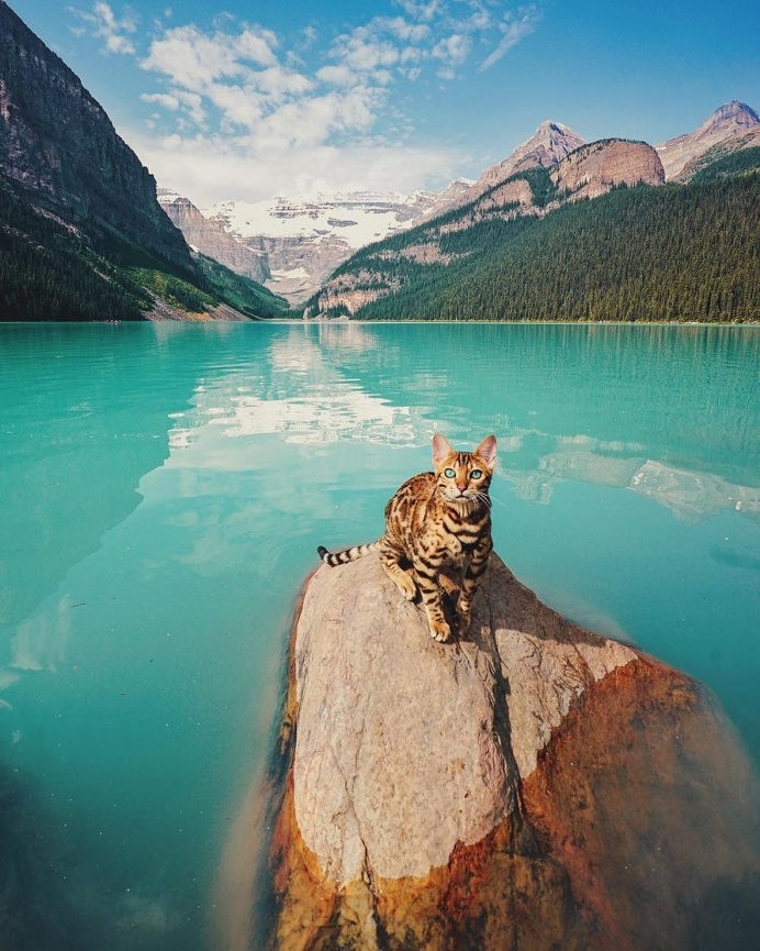 Meet Suki, The Adventure Wondercat Who Became an Instagram Star