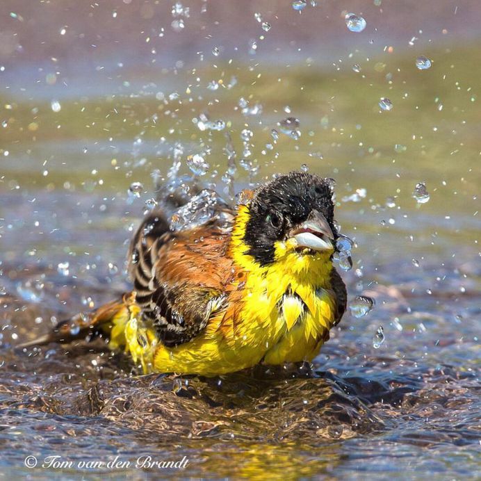 #eye_spy_birds: Brilliant Birds Photography by Tom van den Brandt