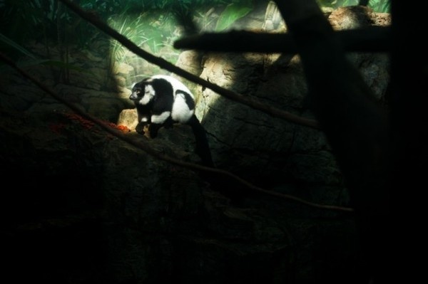 Gaston Lacombe #inspiration #photography #animal