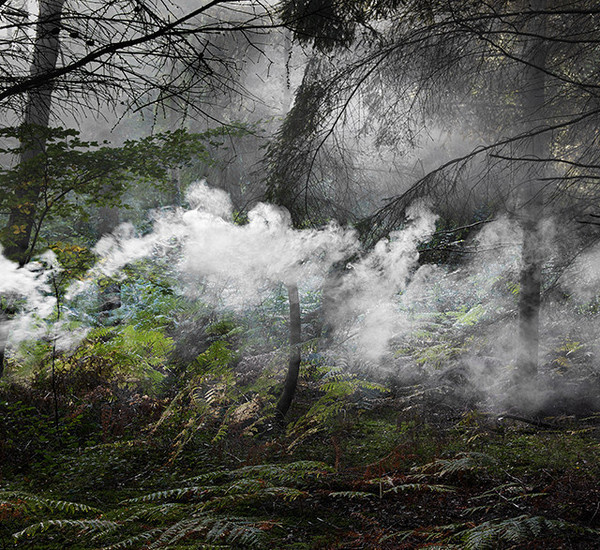 Forest Photography by Ellie Davies #inspiration #photography #nature