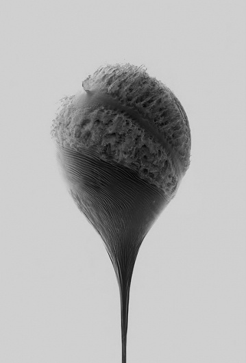 The Collective Loop #huse #balloon #james #photography #milk