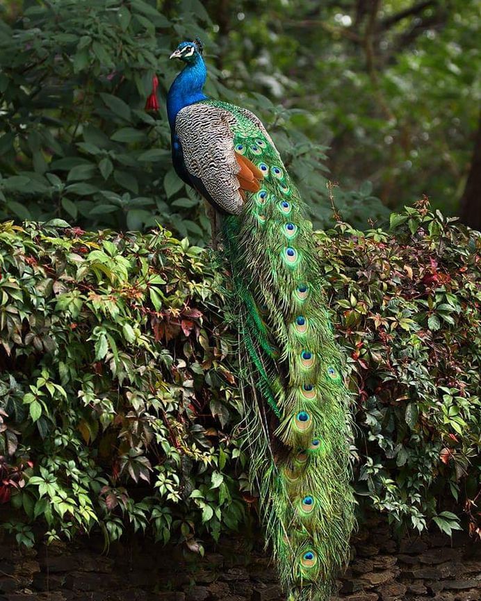 #kings_birds: Fine Art Birds Photography by Saurabh Desai