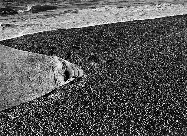 Sebastião Salgado: this is what is in peril, this is what we must save | Art and design | The Guardian #white #salgado #sebastio #black #elephant #seal #patagonia #photography #and