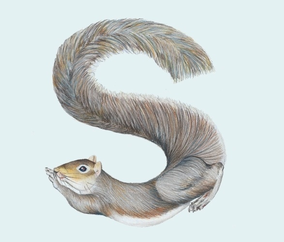 Animals in Alphabet on the Behance Network #illustration