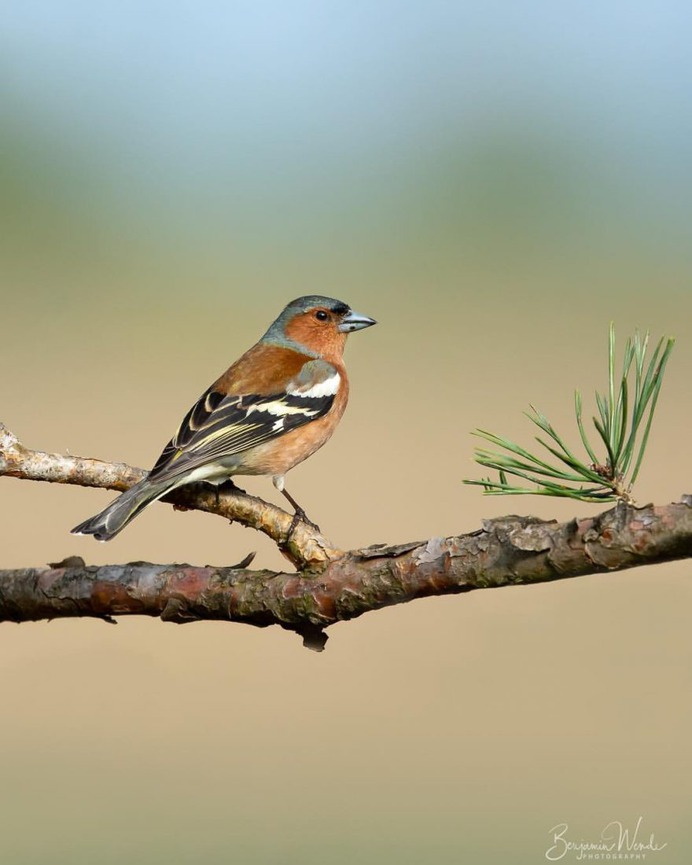 #birdlife: Beautiful Bird Photography by Benjamin Wende