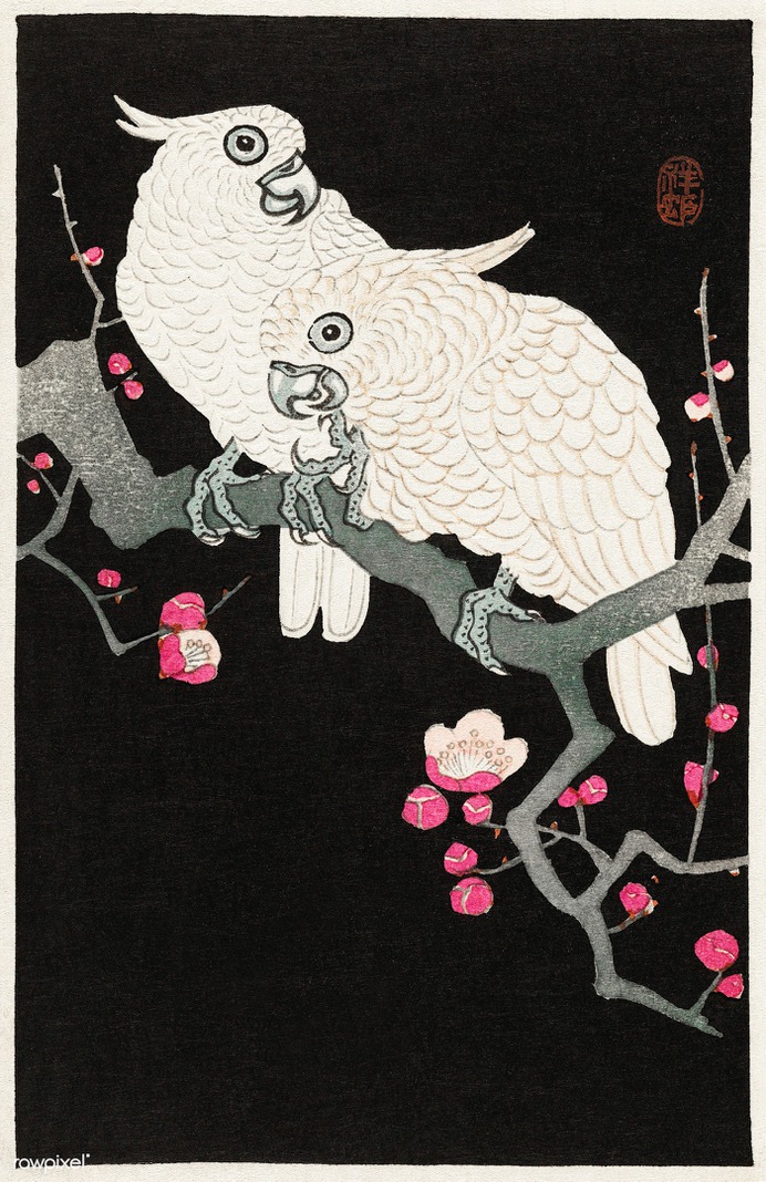 Two cockatoo and plum blossom (1925 - 1936) by Ohara Koson (1877-1945). Original from The Rijksmuseum. Digitally enhanced by...
